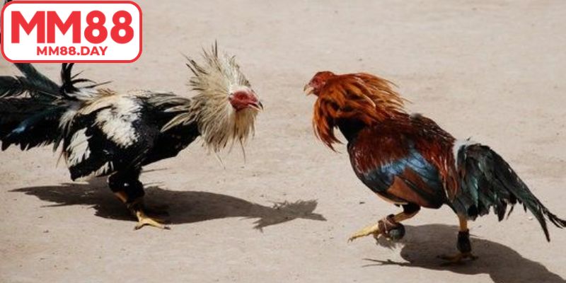 Tìm hiểu thời gian tổ chức 1 giải